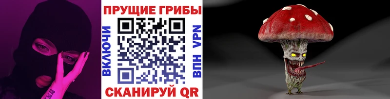 Псилоцибиновые грибы Cubensis  сколько стоит  blacksprut ссылка  Шарья 